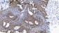 Anti-SAMHD1 Antibody Picoband™ (monoclonal, 10H8)